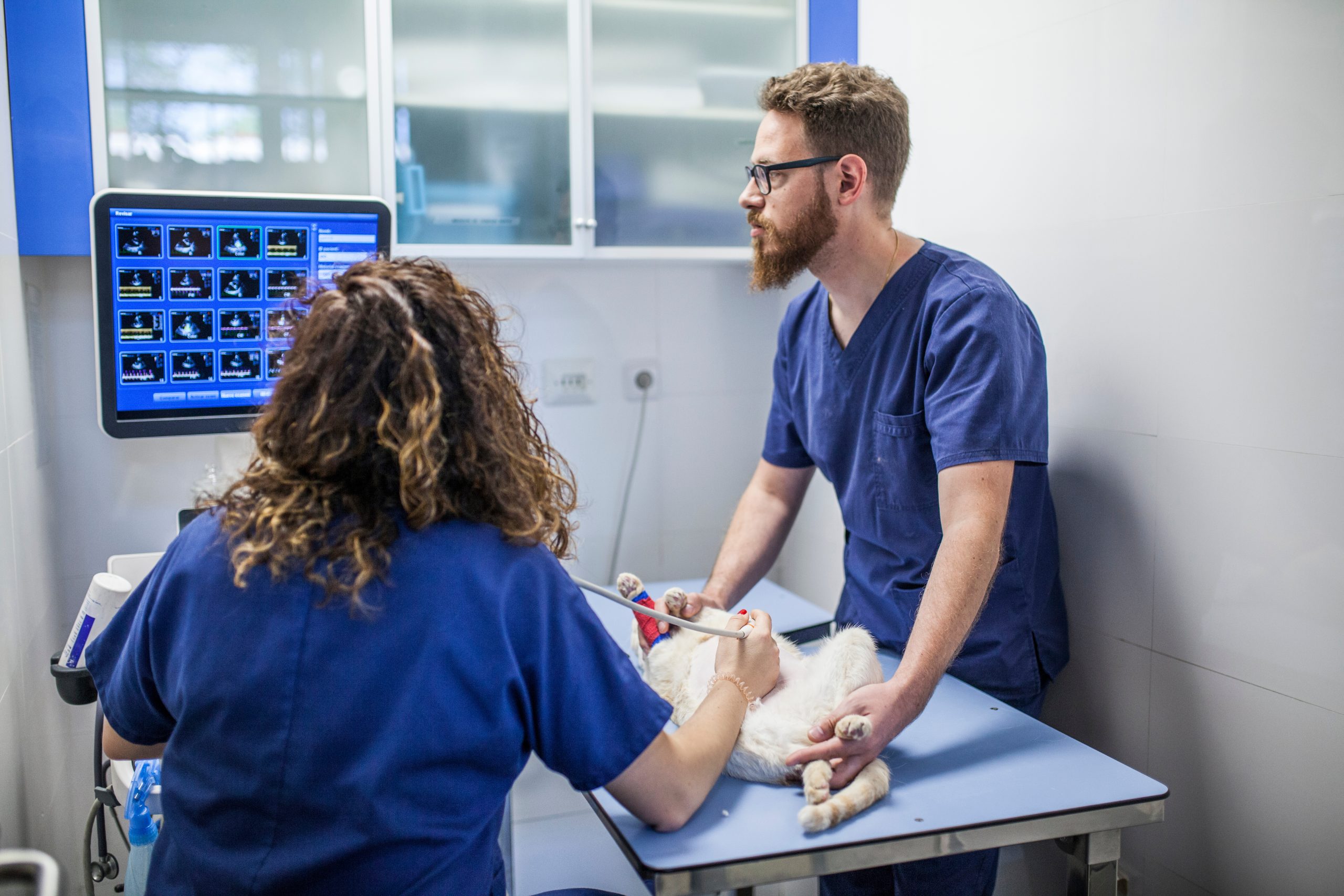 diagnostico-imagen-centro-veterinario-a-caeira-cevac